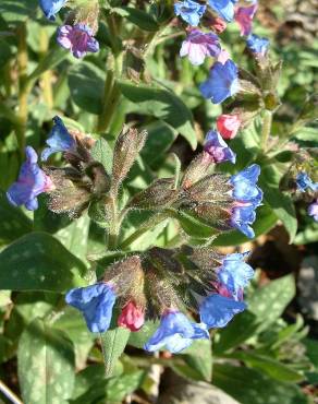 Fotografia 10 da espécie Pulmonaria longifolia no Jardim Botânico UTAD