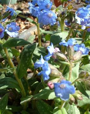 Fotografia 11 da espécie Pulmonaria longifolia no Jardim Botânico UTAD