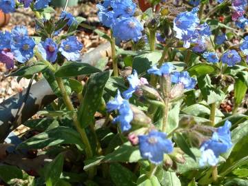 Fotografia da espécie Pulmonaria longifolia