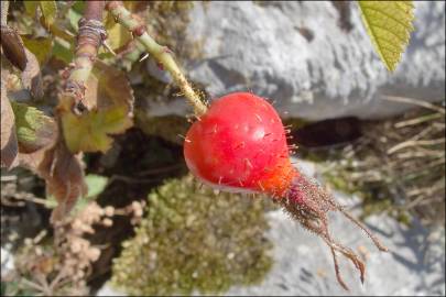 Fotografia da espécie Rosa villosa