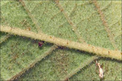 Fotografia da espécie Rosa villosa