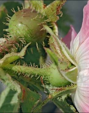 Fotografia 4 da espécie Rosa villosa no Jardim Botânico UTAD