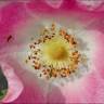 Fotografia 5 da espécie Rosa villosa do Jardim Botânico UTAD