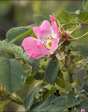 Fotografia 1 da espécie Rosa villosa no Jardim Botânico UTAD