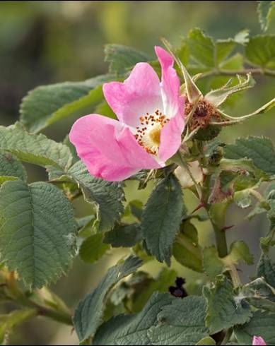 Fotografia de capa Rosa villosa - do Jardim Botânico