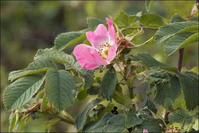 Fotografia da espécie Rosa villosa