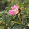 Fotografia 1 da espécie Rosa villosa do Jardim Botânico UTAD