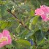 Fotografia 6 da espécie Rosa villosa do Jardim Botânico UTAD