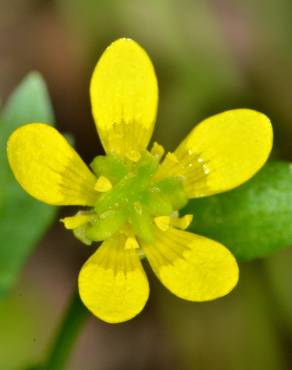 Fotografia 1 da espécie Ranunculus muricatus no Jardim Botânico UTAD