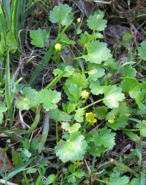 Fotografia 5 da espécie Ranunculus muricatus no Jardim Botânico UTAD