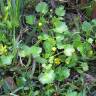 Fotografia 5 da espécie Ranunculus muricatus do Jardim Botânico UTAD