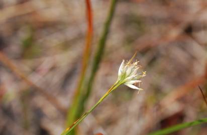 Fotografia da espécie Rhynchospora alba