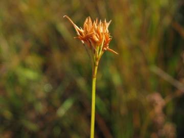 Fotografia da espécie Rhynchospora alba