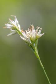 Fotografia da espécie Rhynchospora alba