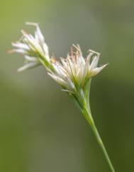 Rhynchospora alba