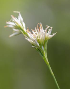 Fotografia 1 da espécie Rhynchospora alba no Jardim Botânico UTAD