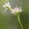 Fotografia 1 da espécie Rhynchospora alba do Jardim Botânico UTAD