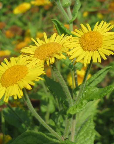 Fotografia de capa Pulicaria dysenterica - do Jardim Botânico