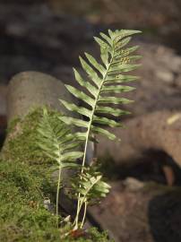 Fotografia da espécie Polypodium vulgare