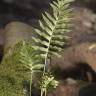 Fotografia 9 da espécie Polypodium vulgare do Jardim Botânico UTAD