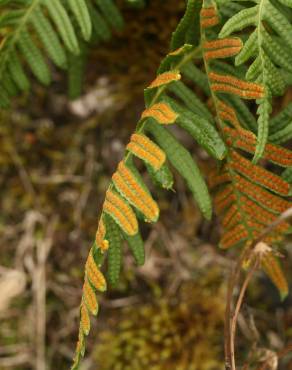 Fotografia 10 da espécie Polypodium vulgare no Jardim Botânico UTAD