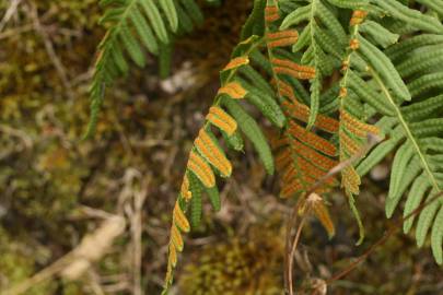 Fotografia da espécie Polypodium vulgare