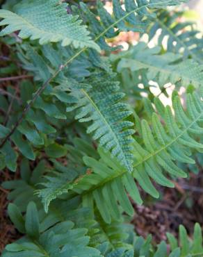 Fotografia 11 da espécie Polypodium vulgare no Jardim Botânico UTAD