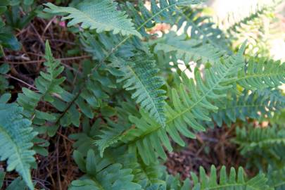 Fotografia da espécie Polypodium vulgare