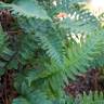 Fotografia 11 da espécie Polypodium vulgare do Jardim Botânico UTAD