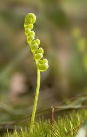 Fotografia da espécie Polypodium vulgare