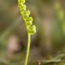 Fotografia 12 da espécie Polypodium vulgare do Jardim Botânico UTAD