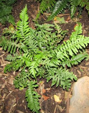 Fotografia 13 da espécie Polypodium vulgare no Jardim Botânico UTAD