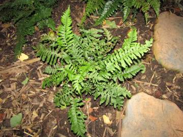 Fotografia da espécie Polypodium vulgare