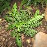 Fotografia 13 da espécie Polypodium vulgare do Jardim Botânico UTAD