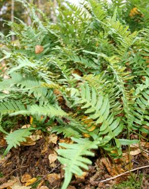 Fotografia 14 da espécie Polypodium vulgare no Jardim Botânico UTAD