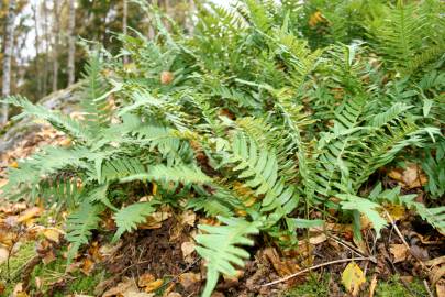 Fotografia da espécie Polypodium vulgare