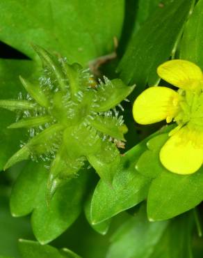 Fotografia 6 da espécie Ranunculus muricatus no Jardim Botânico UTAD