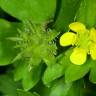 Fotografia 6 da espécie Ranunculus muricatus do Jardim Botânico UTAD