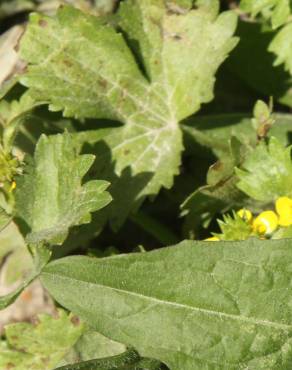 Fotografia 7 da espécie Ranunculus muricatus no Jardim Botânico UTAD