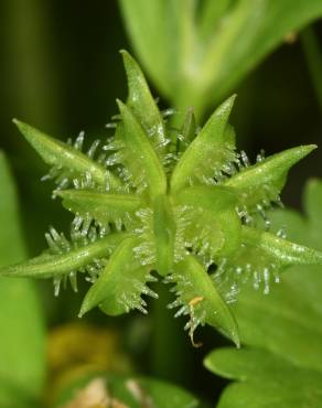 Fotografia 8 da espécie Ranunculus muricatus no Jardim Botânico UTAD