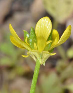 Fotografia 9 da espécie Ranunculus muricatus no Jardim Botânico UTAD