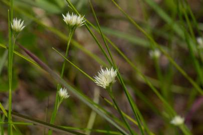 Fotografia da espécie Rhynchospora alba