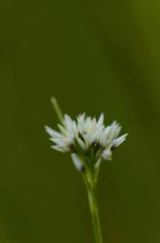 Fotografia da espécie Rhynchospora alba