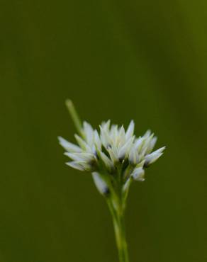 Fotografia 5 da espécie Rhynchospora alba no Jardim Botânico UTAD