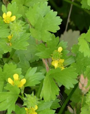 Fotografia 10 da espécie Ranunculus muricatus no Jardim Botânico UTAD