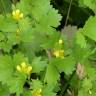 Fotografia 10 da espécie Ranunculus muricatus do Jardim Botânico UTAD