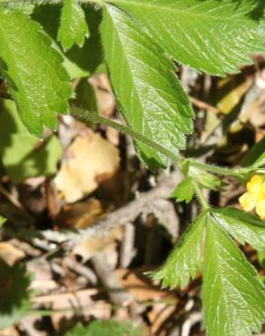 Fotografia 11 da espécie Ranunculus muricatus no Jardim Botânico UTAD