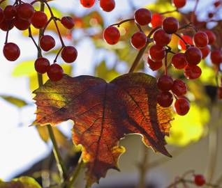 Fotografia da espécie Viburnum opulus