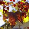 Fotografia 6 da espécie Viburnum opulus do Jardim Botânico UTAD