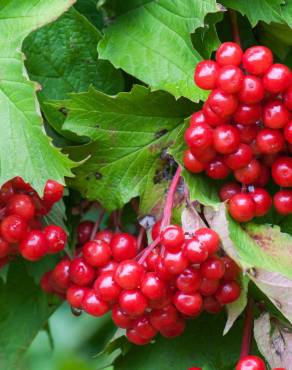 Fotografia 7 da espécie Viburnum opulus no Jardim Botânico UTAD